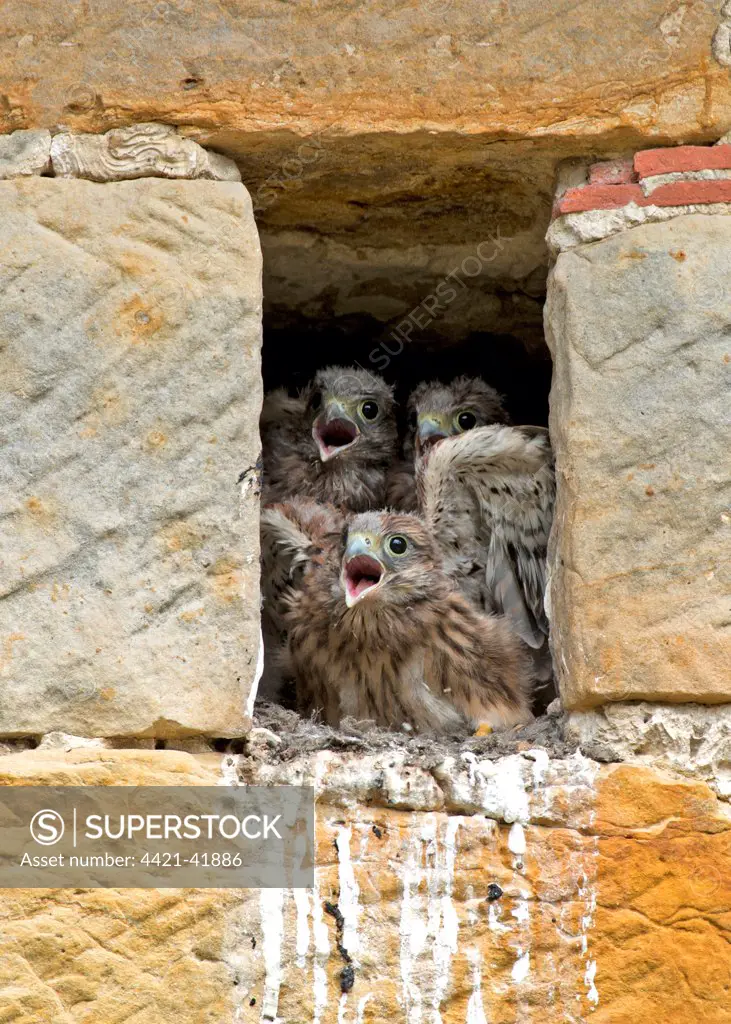 Common Kestrel (Falco tinnunculus) three chicks, calling for parent arrival, at nest entrance in sandstone barn, Sussex, England, July