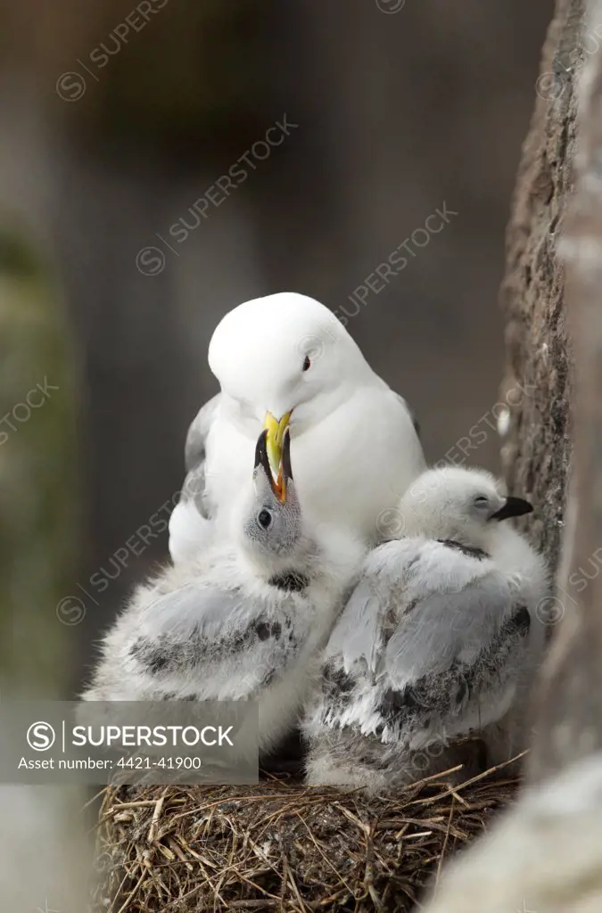 Black-legged Kittiwake (Rissa tridactyla) adult with chicks, begging for food at nest, Farne Islands, Northumberland, England, July