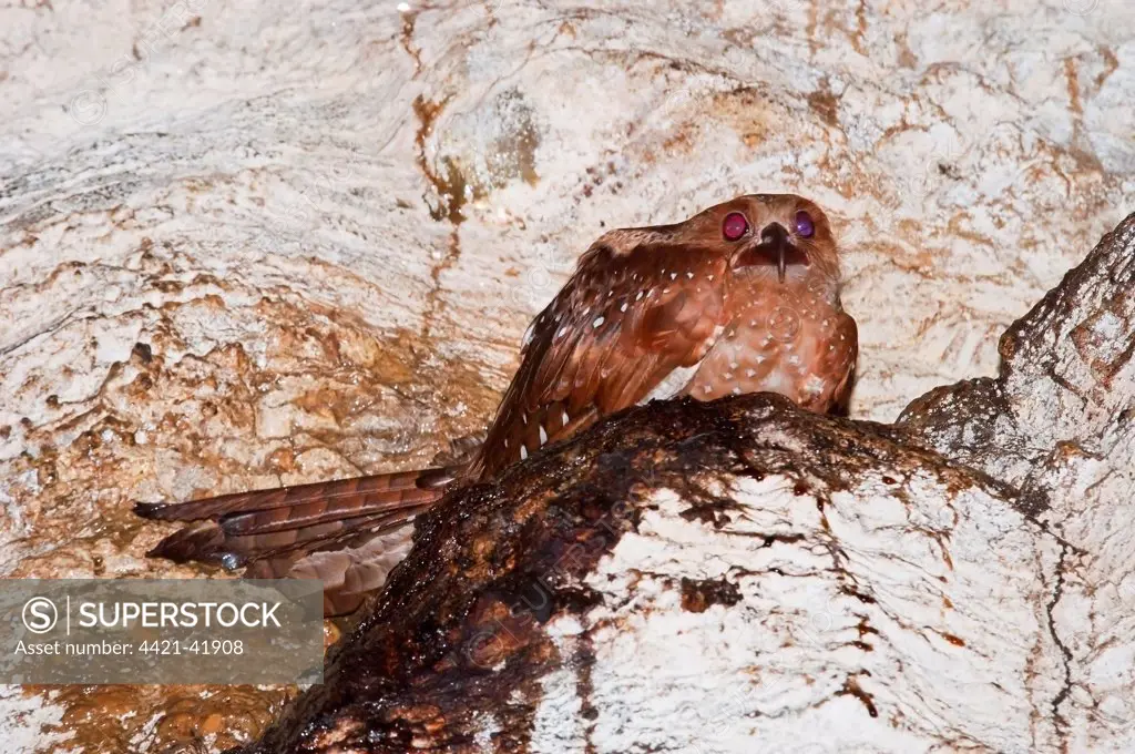 Oilbird (Steatornis caripensis) adult, sitting on nest in cave, Dunston Cave, Asa Wright Nature Centre, Northern Range, Trinidad, Trinidad and Tobago, July