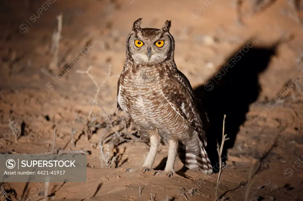 Spotted Eagle-owl (Bubo africanus) adult, standing on ground, spotlit at night, Kgalagadi Transfrontier Park, Kalahari Gemsbok N.P., Northern Cape, South Africa, October