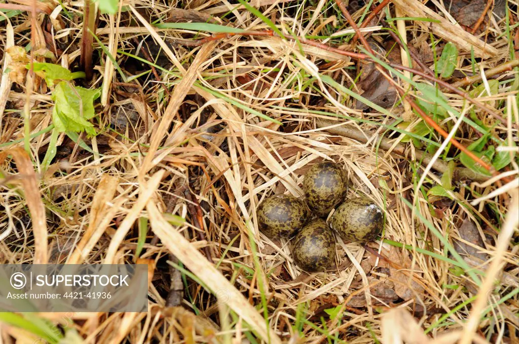 Red-necked Phalarope (Phalaropus lobatus) four eggs in nest, Iceland, June