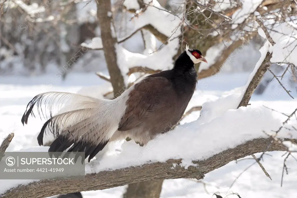 Brown Eared-pheasant (Crossoptilon mantchuricum) adult, standing on snow covered branch, Pangquangou National Nature Reserve, Shanxi Province, China, November (captive)