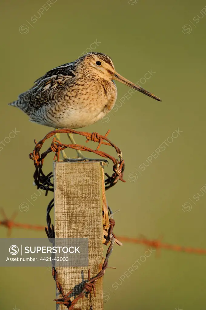 Common Snipe (Gallinago gallinago) adult, standing on fencepost with rusty barbed wire, Iceland, June