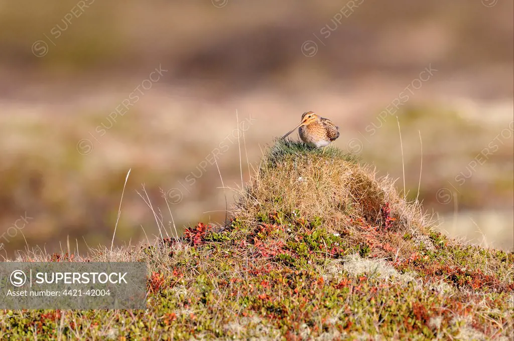 Common Snipe (Gallinago gallinago) adult, standing on grassy mound, Iceland, June