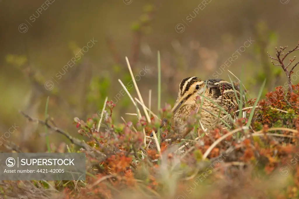 Common Snipe (Gallinago gallinago) adult, amongst vegetation on moorland, Iceland, June