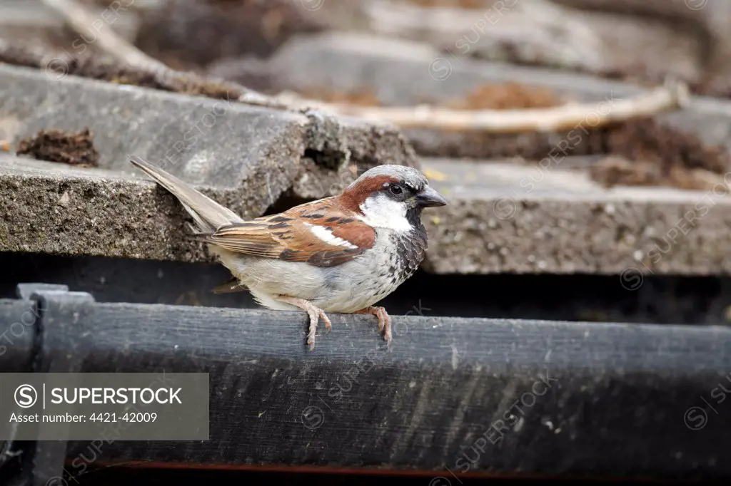 House Sparrow (Passer domesticus) adult male, perched on guttering of tiled roof, Staffordshire, England, August