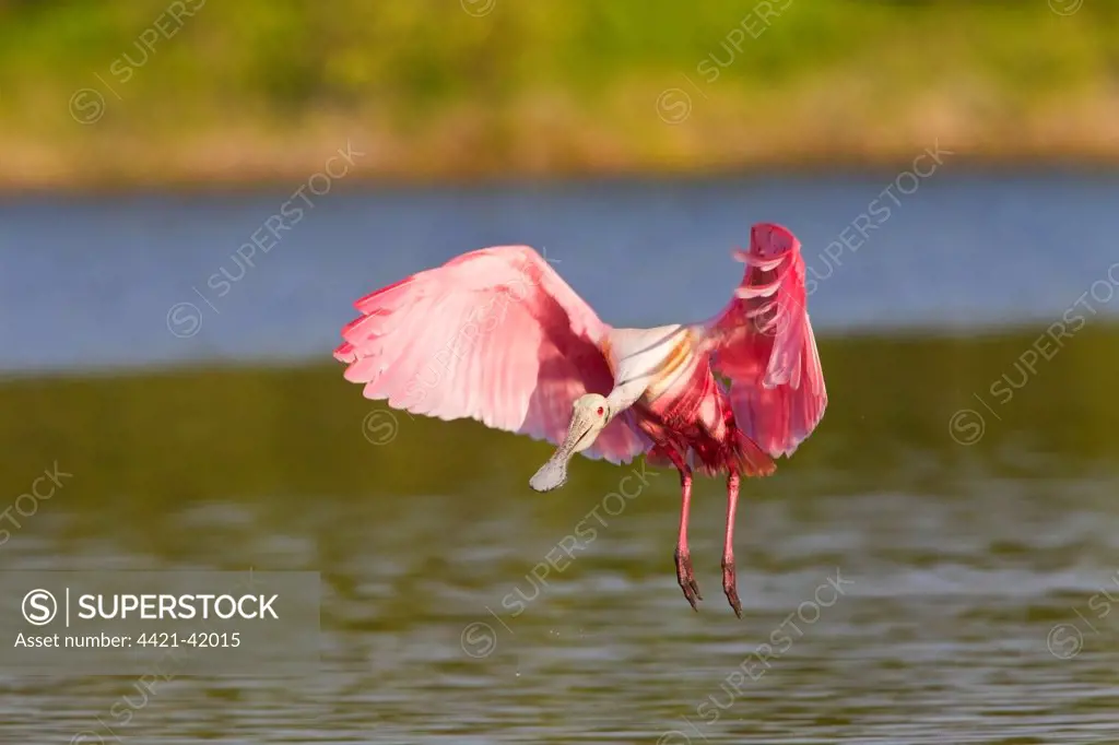Roseate Spoonbill (Ajaia ajaja) adult, in flight, landing on water, Florida, U.S.A., February