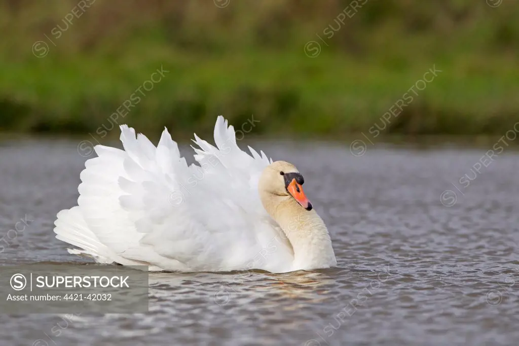 Mute Swan (Cygnus olor) adult female, swimming with wings raised in aggressive posture towards rival, Suffolk, England, November