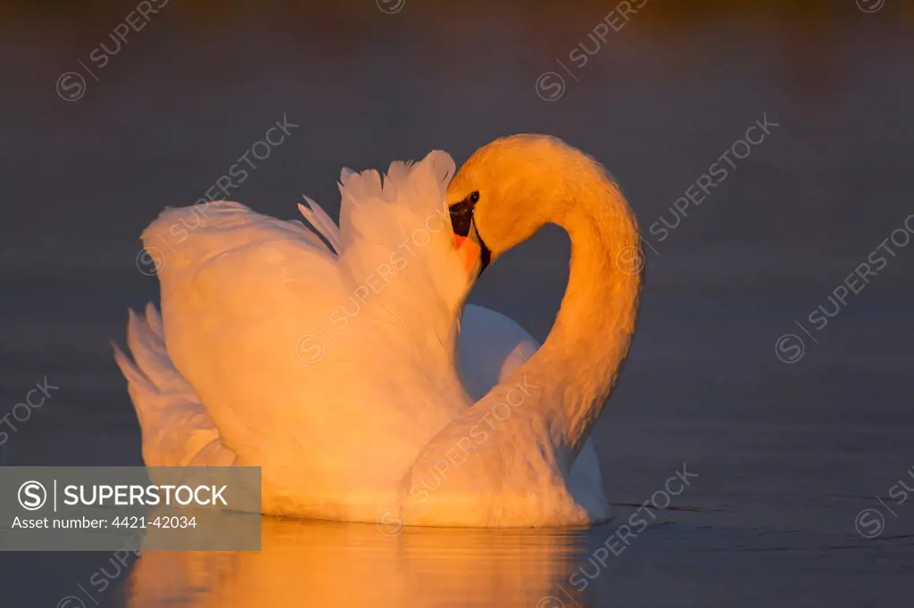 Mute Swan (Cygnus olor) adult male, preening, swimming in morning sunlight, Suffolk, England, November