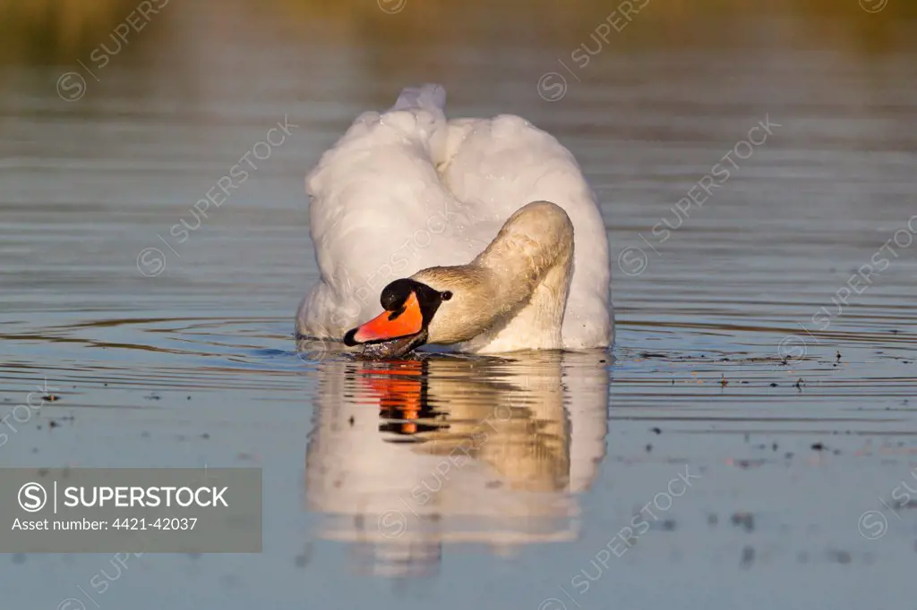 Mute Swan (Cygnus olor) adult male, swimming and surface feeding, Suffolk, England, November