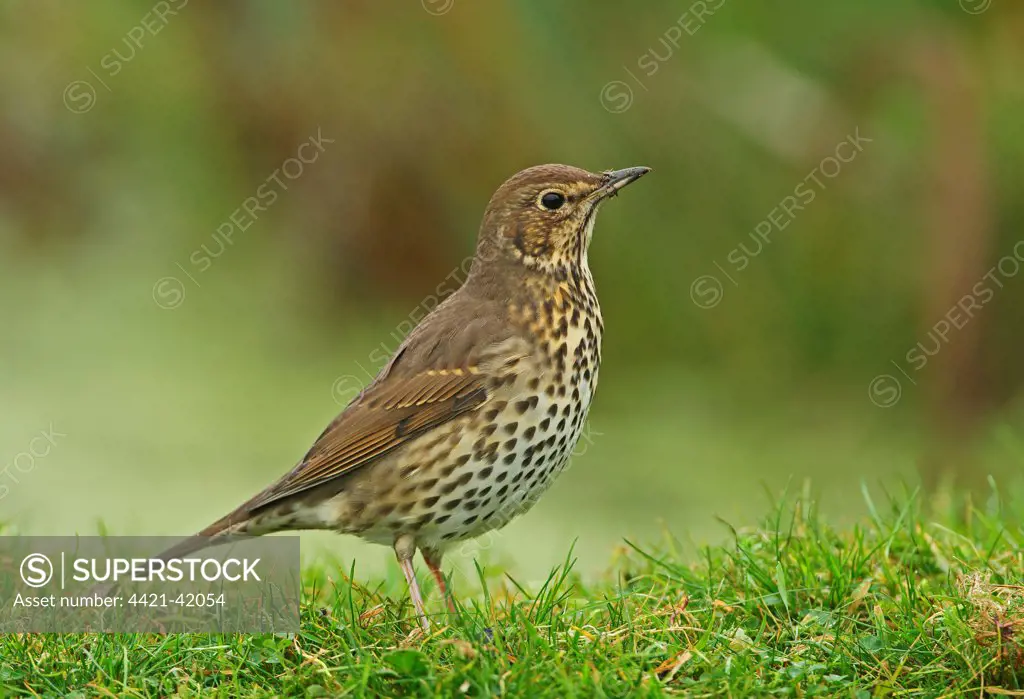 Song Thrush (Turdus philomelos) adult, standing on grassy bank, Norfolk, England, October