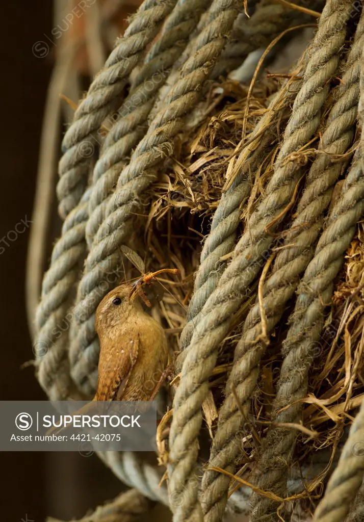 Eurasian Wren (Troglodytes troglodytes) adult, with cranefly in beak, at nest in coiled rope, Derbyshire, England, May