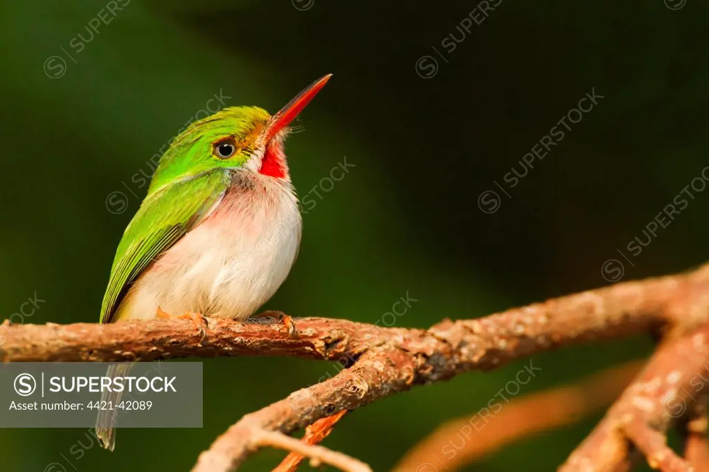 Cuban Tody (Todus multicolor) adult, perched on twig, Najasa, Camaguey Province, Cuba, March