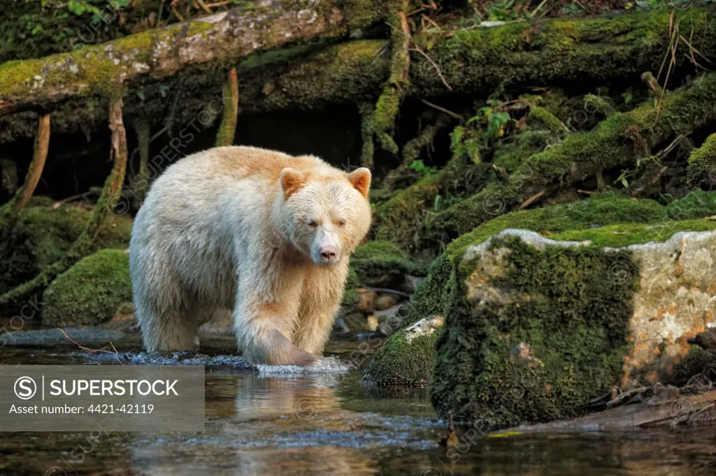 American Black Bear (Ursus americanus kermodei) 'Spirit Bear' white morph, adult, fishing for salmon at edge of river in temperate coastal rainforest, Great Bear Rainforest, Gribbell Island, British Columbia, Canada, September