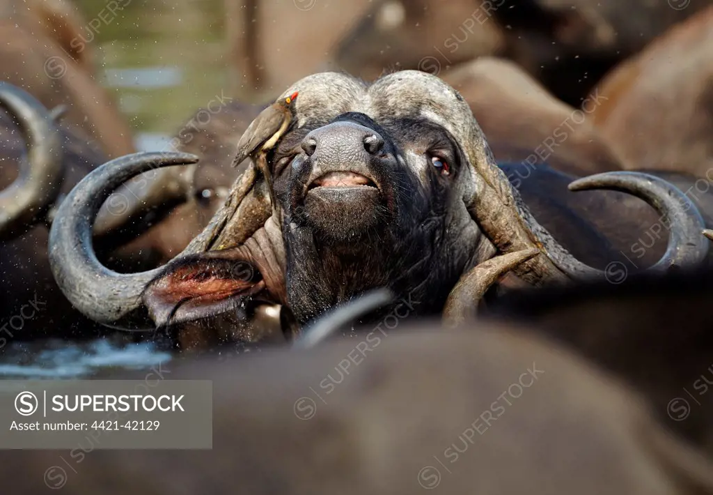 African Buffalo (Syncerus caffer) adult male, close-up of head, with Red-billed Oxpecker (Buphagus erythrorhynchus), amongst herd in water, Timbavati Game Reserve, Greater Kruger N.P., South Africa, May