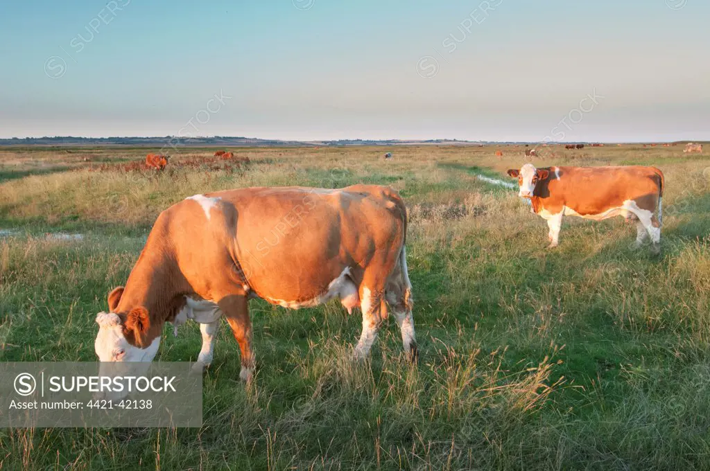 Domestic Cattle, beef crossbreed cows, feeding on coastal grazing marsh habitat, Elmley Marshes National Nature Reserve, Isle of Sheppey, Kent, England, July