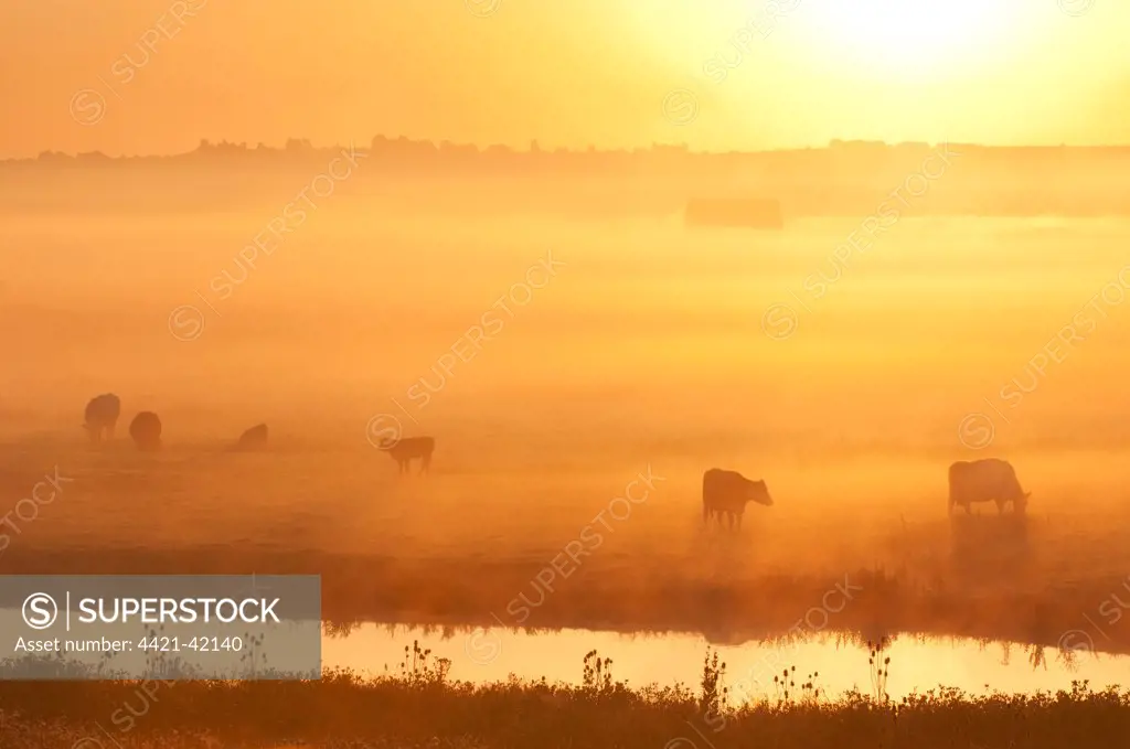 Domestic Cattle, cows and calves, grazing on coastal grazing marsh habitat, silhouetted at sunrise, Elmley Marshes National Nature Reserve, Isle of Sheppey, Kent, England, July
