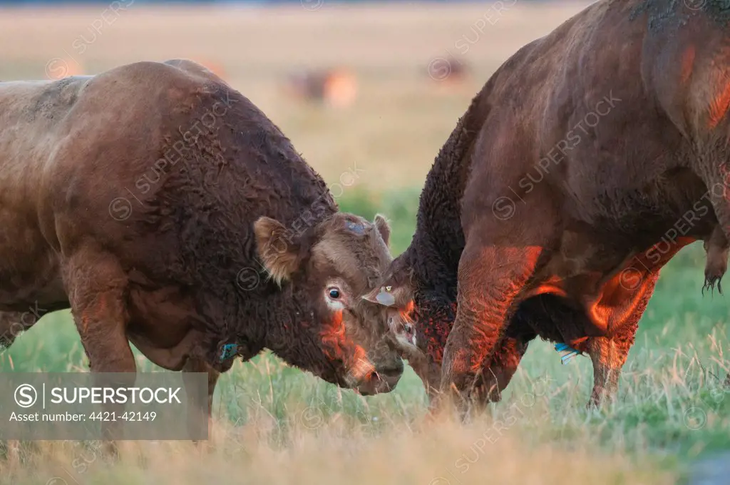 Domestic Cattle, Limousin bulls, with neck indentification tags, fighting on coastal grazing marsh, Elmley Marshes National Nature Reserve, Isle of Sheppey, Kent, England, July