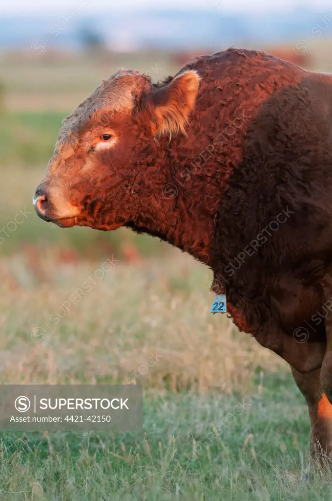Domestic Cattle, Limousin bull, close-up of head and chest, with neck identification tag, on coastal grazing marsh, Elmley Marshes National Nature Reserve, Isle of Sheppey, Kent, England, July