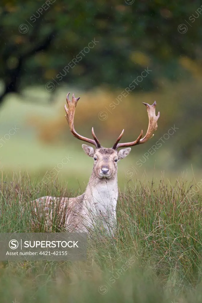 Fallow Deer (Dama dama) buck, standing amongst rushes, Suffolk, England, October