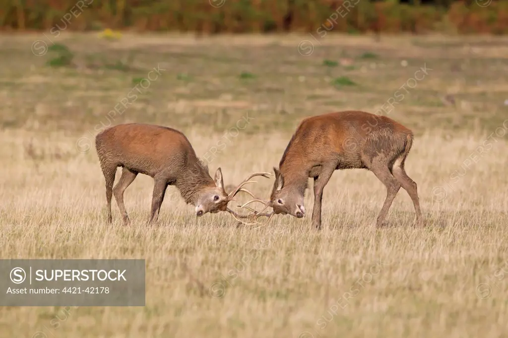 Red Deer (Cervus elaphus) two young stags, muddy from wallowing, fighting during rutting season, Minsmere RSPB Reserve, Suffolk, England, October
