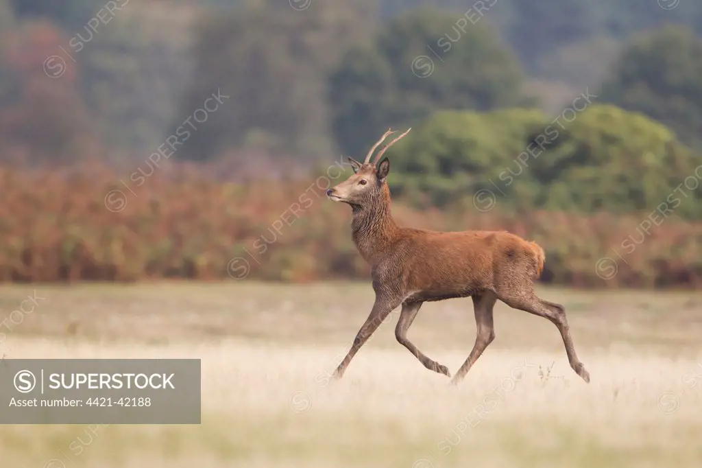 Red Deer (Cervus elaphus) young stag, running in grassland, during rutting season, Minsmere RSPB Reserve, Suffolk, England, October