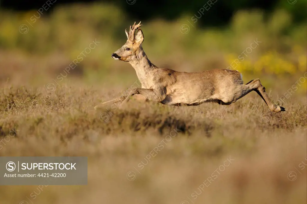 Western Roe Deer (Capreolus capreolus) buck, running through heather, Netherlands, May