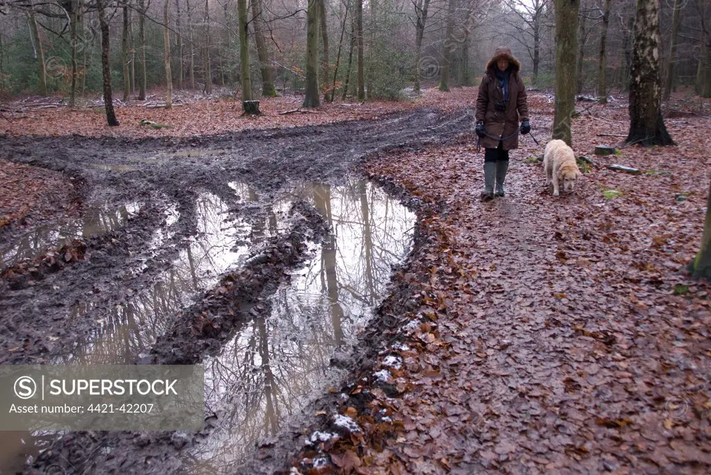 Domestic Dog, Golden Retriever, adult, walking on lead held by woman owner, beside muddy waterlogged track in woodland, Hockeridge Wood, Berkhamsted, Hertfordshire, England, December