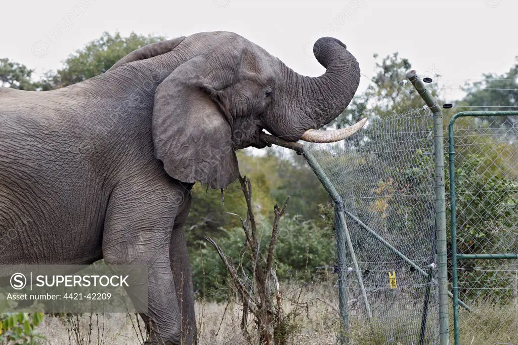 African Elephant (Loxodonta africana) adult male, damaging fence at solar-powered waterpump, Timbavati Game Reserve, Greater Kruger N.P., South Africa, May