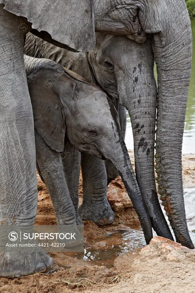 African Elephant (Loxodonta africana) adult female and calves, drinking at waterhole, Timbavati Game Reserve, Greater Kruger N.P., South Africa, May