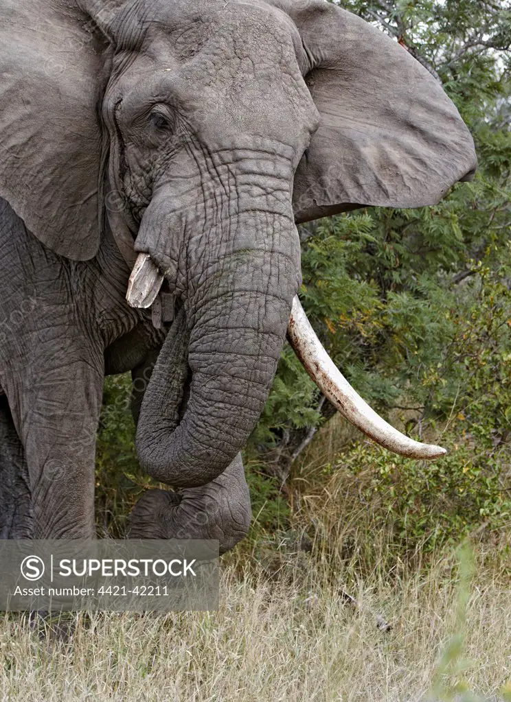 African Elephant (Loxodonta africana) adult male, with broken tusk, wearing tele-transmitter collar, Timbavati Game Reserve, Greater Kruger N.P., South Africa, May