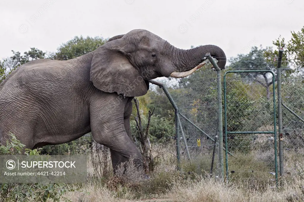 African Elephant (Loxodonta africana) adult male, damaging fence at solar-powered waterpump, Timbavati Game Reserve, Greater Kruger N.P., South Africa, May