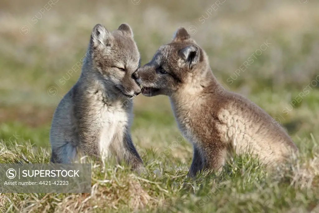 Arctic Fox (Alopex lagopus) two cubs, playing, Nunavut, Canada, July