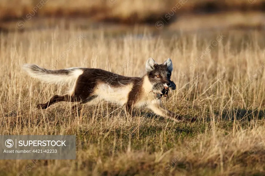Arctic Fox (Alopex lagopus) adult female, summer coat, running with food in mouth, returning to feed cubs, Nunavut, Canada, July