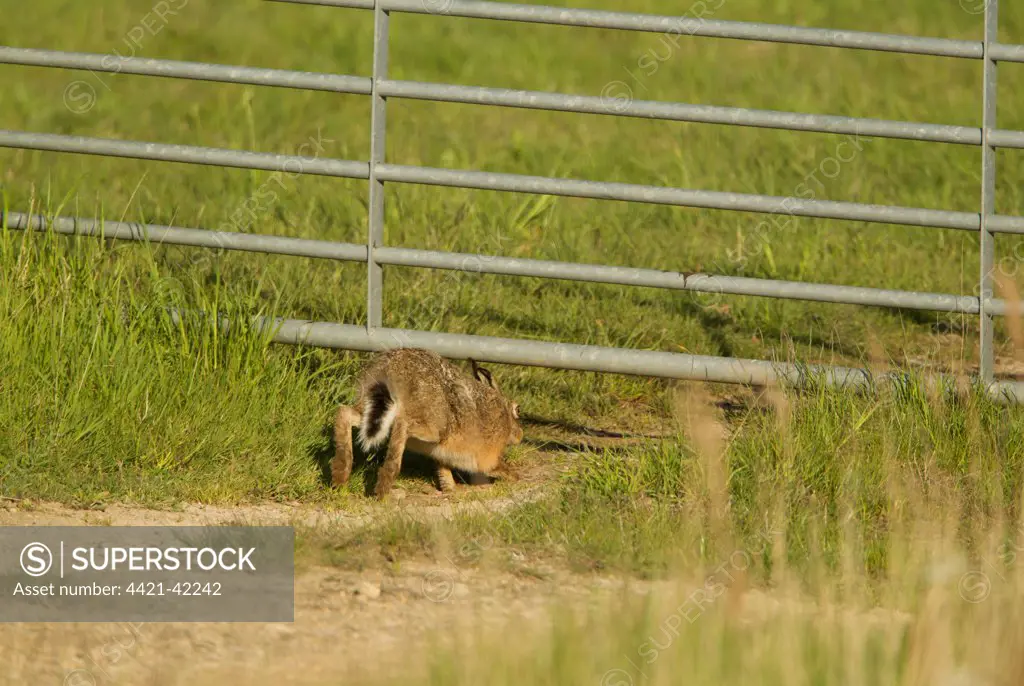 European Hare (Lepus europaeus) adult, walking under farm gate, Lincolnshire, England, May