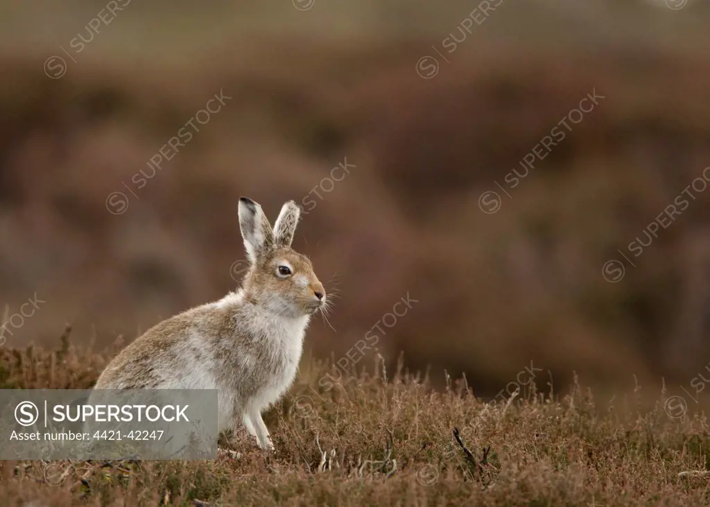 Mountain Hare (Lepus timidus) adult, transitional coat, sitting on moorland, Peak District, Derbyshire, England, April