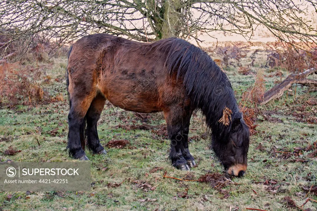 Horse, Dartmoor Pony, adult, grazing on heathland at dawn, used for conservation grazing management on heathland reserve, Knettishall Heath Reserve, Suffolk, England, November