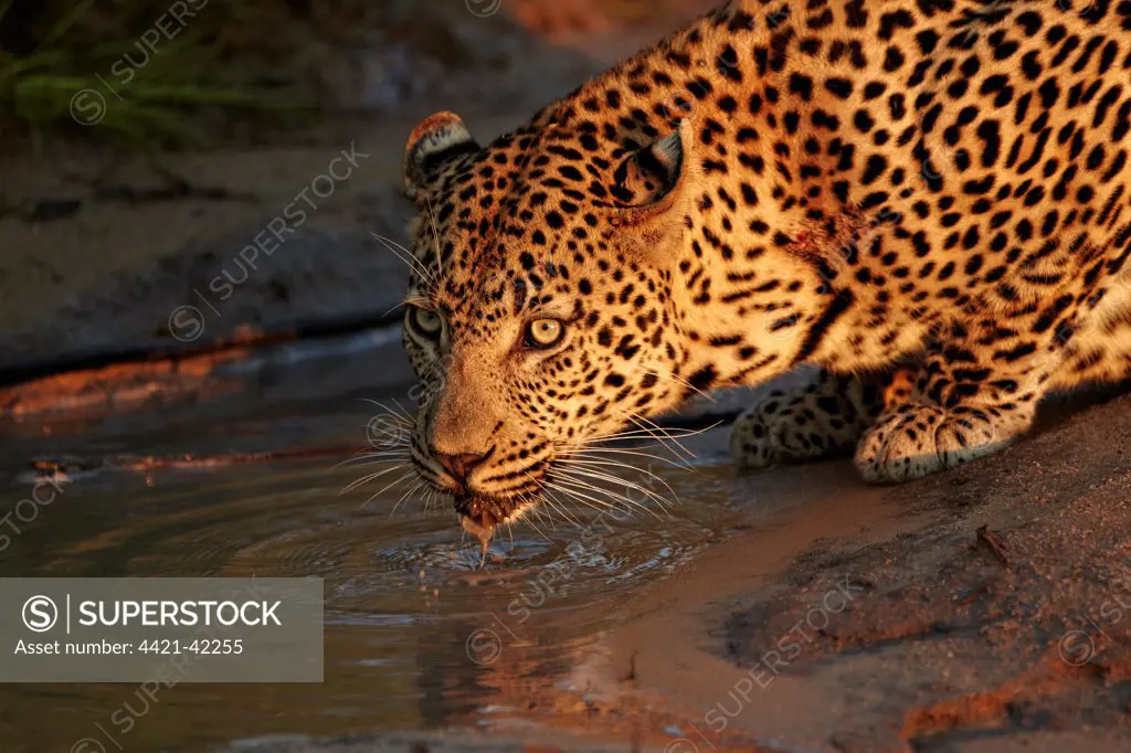African Leopard (Panthera pardus pardus) adult male, close-up of head and front paws, drinking from puddle, Sabi Sand Game Reserve, Greater Kruger N.P., Mpumalanga Province, South Africa, May