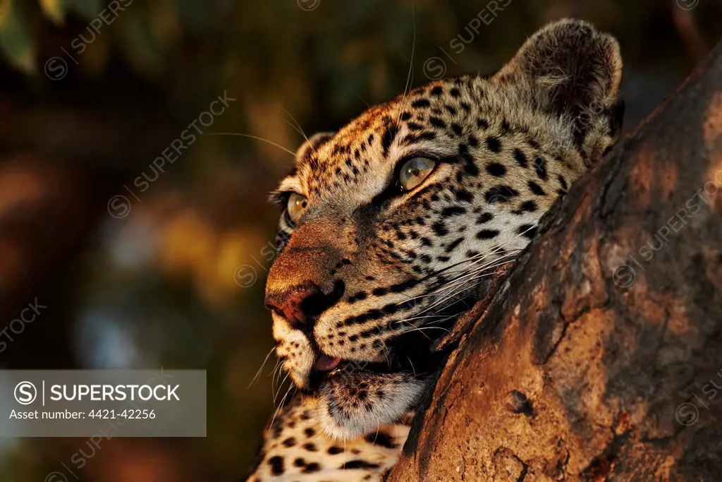 African Leopard (Panthera pardus pardus) adult, close-up of head, resting on branch in tree, Sabi Sand Game Reserve, Greater Kruger N.P., Mpumalanga Province, South Africa, May