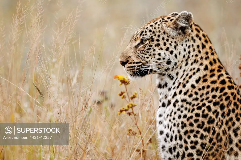 African Leopard (Panthera pardus pardus) adult female, close-up of head and chest, in long grass, Timbavati Game Reserve, Greater Kruger N.P., South Africa, May