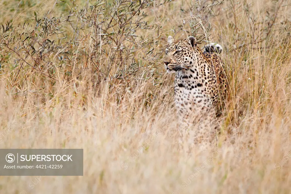 African Leopard (Panthera pardus pardus) adult male, standing in grass, Timbavati Game Reserve, Greater Kruger N.P., South Africa, May