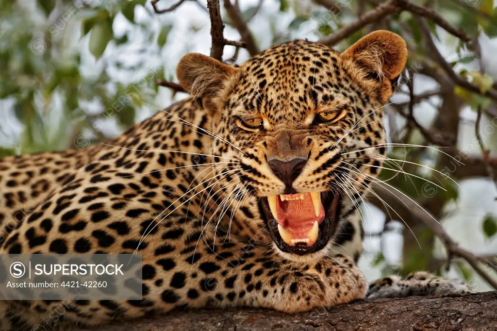 African Leopard (Panthera pardus pardus) adult male, close-up of head, snarling, resting on branch in tree, Sabi Sand Game Reserve, Greater Kruger N.P., Mpumalanga Province, South Africa, May