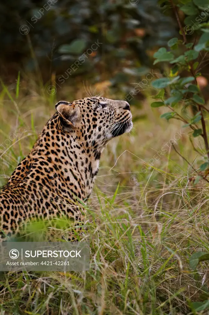 African Leopard (Panthera pardus pardus) adult male, looking up, Sabi Sand Game Reserve, Greater Kruger N.P., Mpumalanga Province, South Africa, May