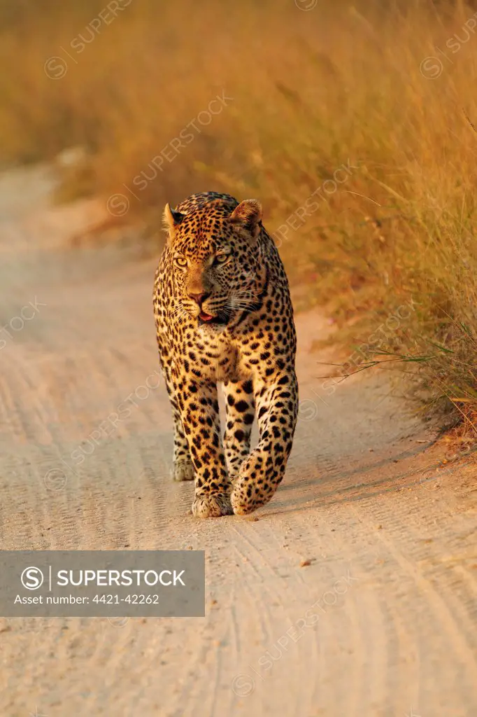 African Leopard (Panthera pardus pardus) adult male, walking along track, Sabi Sand Game Reserve, Greater Kruger N.P., Mpumalanga Province, South Africa, May
