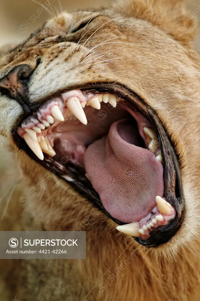 Transvaal Lion (Panthera leo krugeri) immature male, close-up of head, yawning, Timbavati Game Reserve, Greater Kruger N.P., South Africa, May