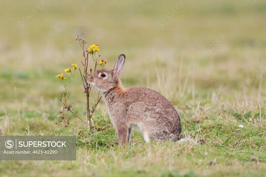 European Rabbit (Oryctolagus cuniculus) adult, scent marking by rubbing chin on Common Ragwort (Senecio jacobaea), Minsmere RSPB Reserve, Suffolk, England, October