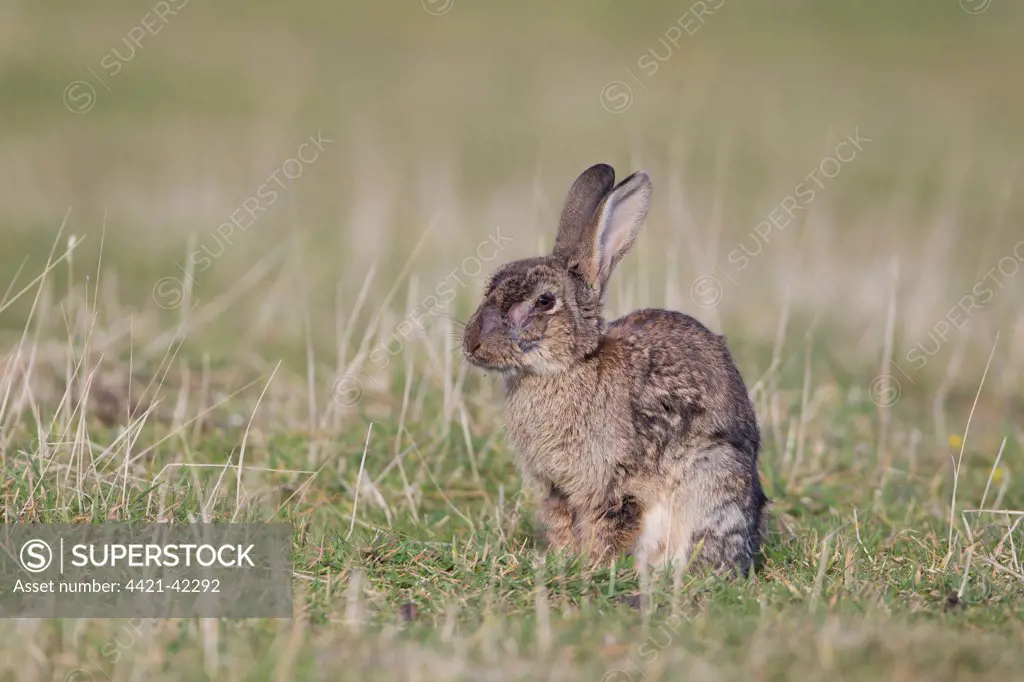 European Rabbit (Oryctolagus cuniculus) adult, with beginnings of myxomatosis virus, sitting on grassland, Minsmere RSPB Reserve, Suffolk, England, October