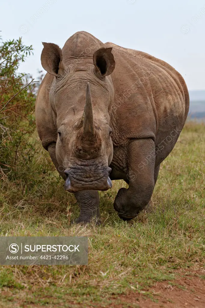 White Rhinoceros (Ceratotherium simum) adult, walking on grass, Tala Reserve, KwaZulu-Natal Province, South Africa, April