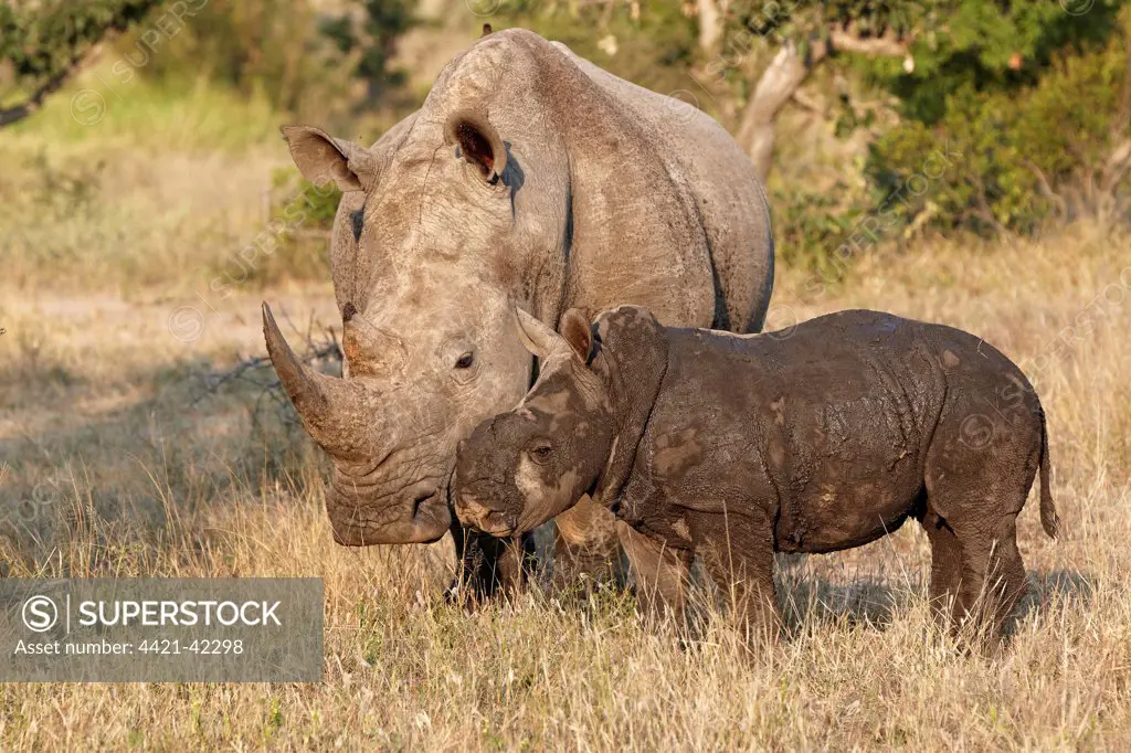 White Rhinoceros (Ceratotherium simum) adult female with calf, covered in mud, Timbavati Game Reserve, Greater Kruger N.P., South Africa, May