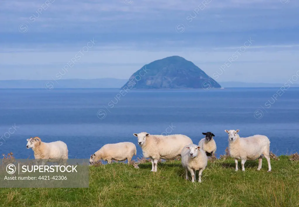 Domestic Sheep, ewes, flock grazing on coastal pasture, with volcanic plug island in background, Ailsa Craig, Firth of Clyde, Balcreuchan Port, Ballantrae, Ayrshire, Scotland, October